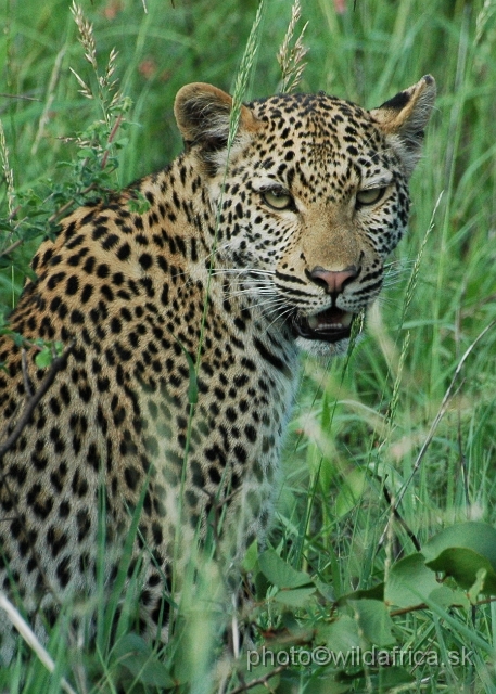 puku rsa 198.jpg - Meeting with leopard mother, near Babalala between Punda maria and Shingwedzi.